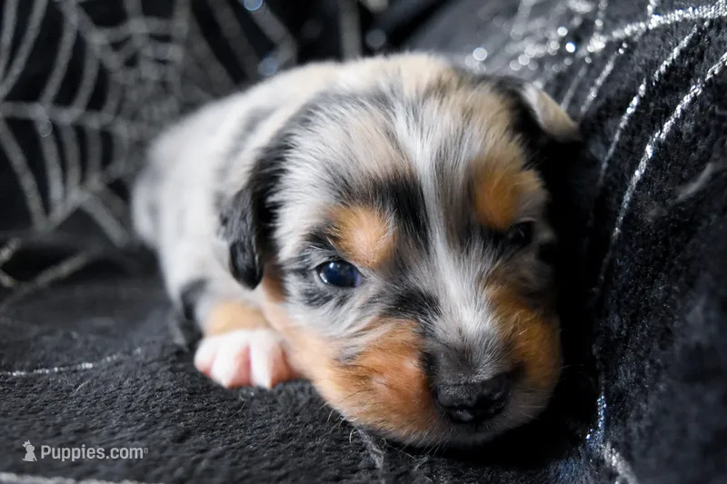 Boy 1 – Miniature Australian Shepherd puppy for sale in Brooklyn, MD