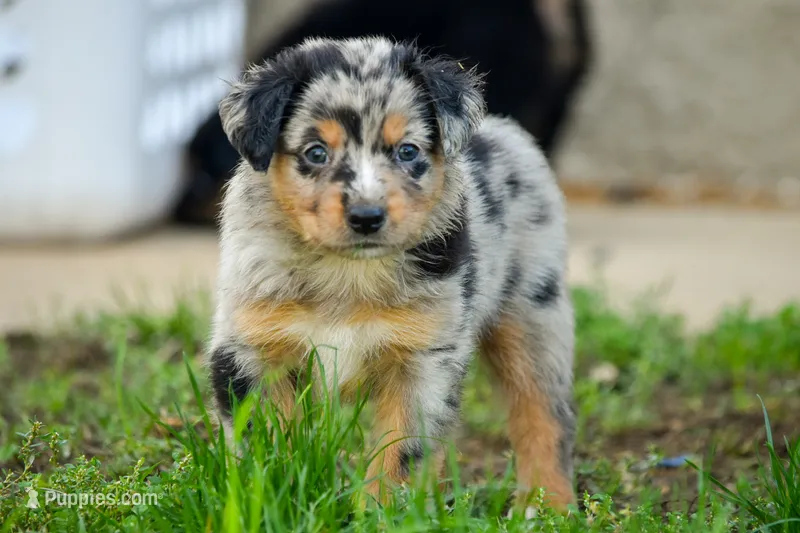 Boy 1 – Miniature Australian Shepherd puppy for sale in Brooklyn, MD