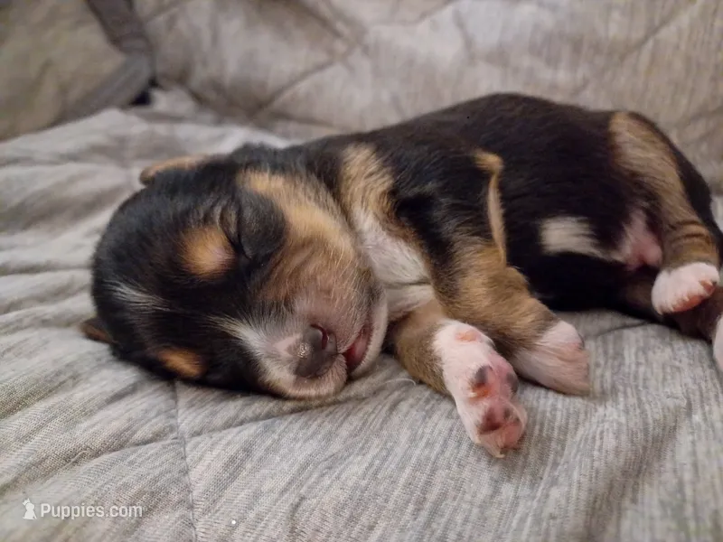 Boy 2 – Miniature Australian Shepherd puppy for sale in Brooklyn, MD