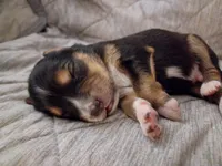 Boy 2, a male Miniature Australian Shepherd for sale in Brooklyn, MD – 1 of 3