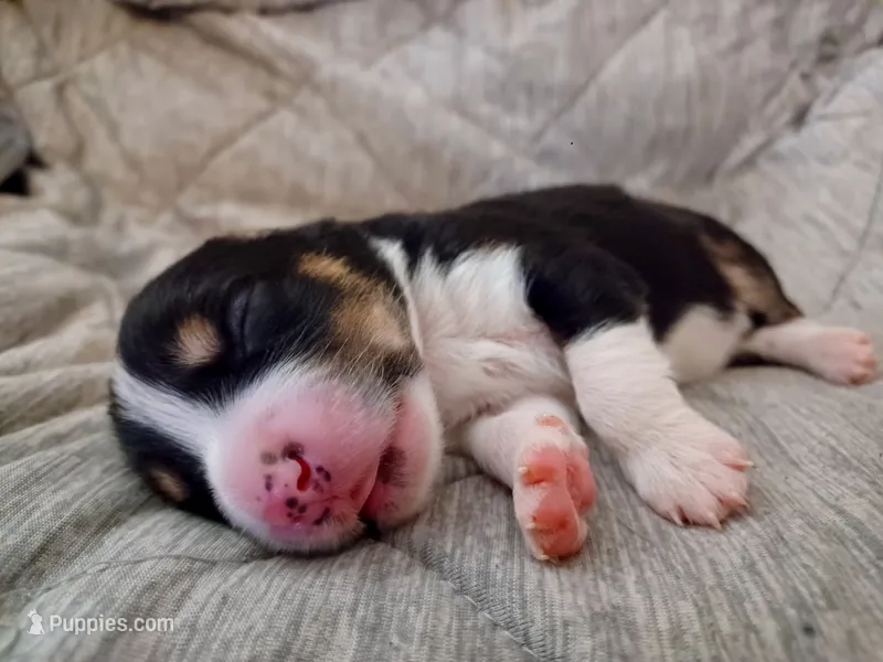 Boy 3 – Miniature Australian Shepherd puppy for sale in Brooklyn, MD