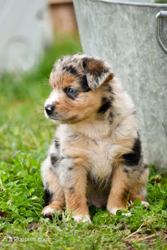 Boy 4 – Miniature Australian Shepherd puppy for sale in Brooklyn, MD
