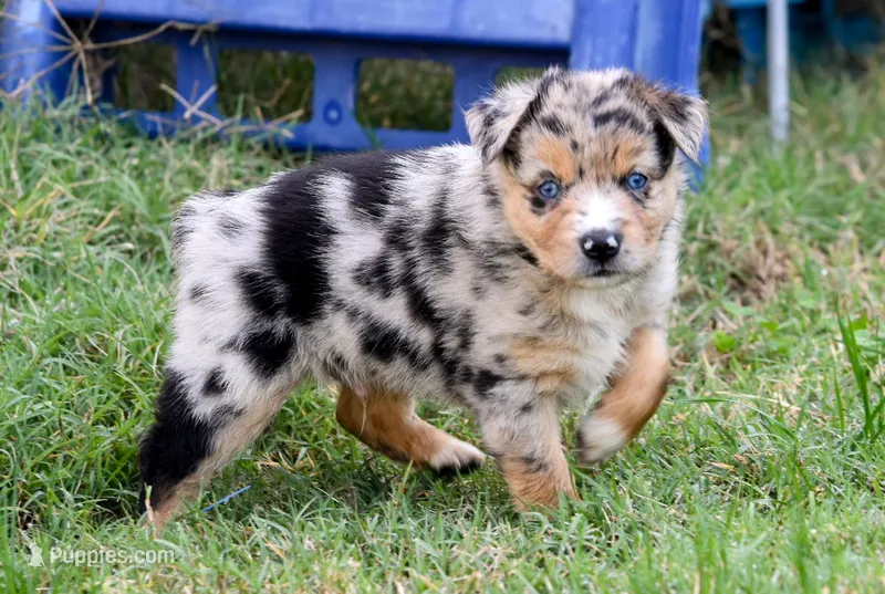 Boy 4 – Miniature Australian Shepherd puppy for sale in Brooklyn, MD