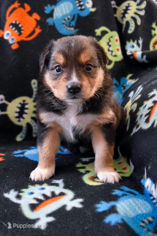 Boy 2 – Miniature Australian Shepherd puppy for sale in Brooklyn, MD