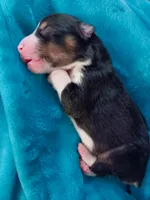 Boy 3, a male Miniature Australian Shepherd for sale in Brooklyn, MD – 2 of 3