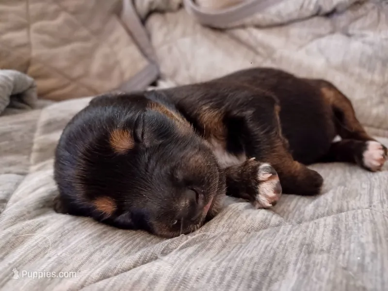Girl 1 – Miniature Australian Shepherd puppy for sale in Brooklyn, MD