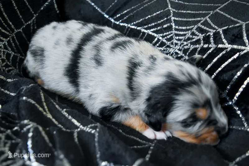 Boy 1 – Miniature Australian Shepherd puppy for sale in Brooklyn, MD