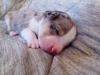 Boy 5, a male Miniature Australian Shepherd for sale in Brooklyn, MD – 3 of 3