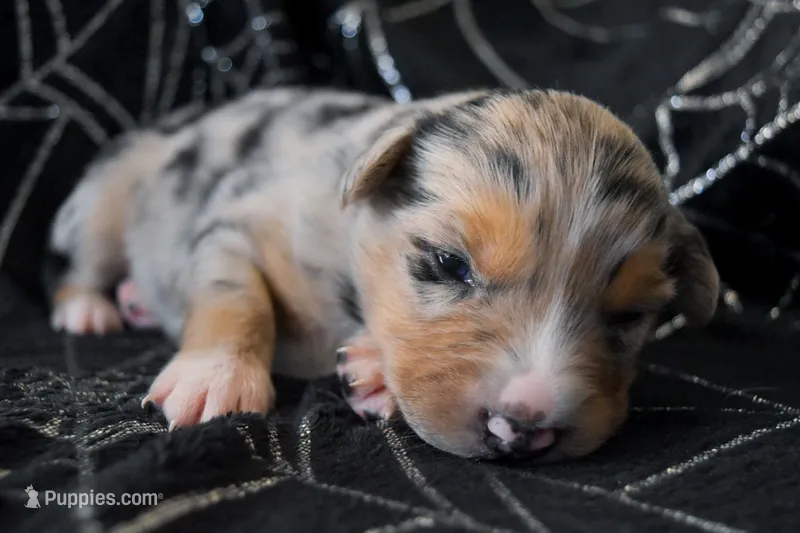 Boy 4 – Miniature Australian Shepherd puppy for sale in Brooklyn, MD