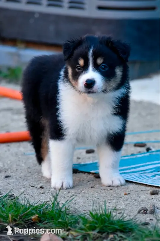 Boy 3 – Miniature Australian Shepherd puppy for sale in Brooklyn, MD
