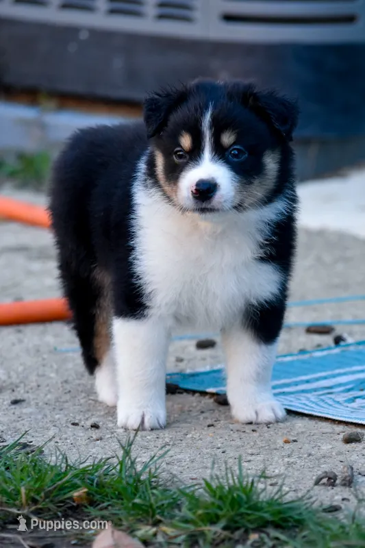 Boy 3 – Miniature Australian Shepherd puppy for sale in Brooklyn, MD