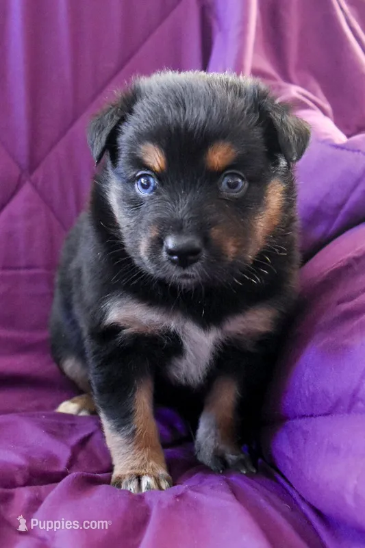 Girl 1 – Miniature Australian Shepherd puppy for sale in Brooklyn, MD