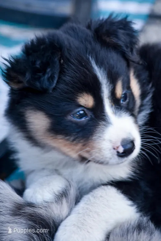 Boy 3 – Miniature Australian Shepherd puppy for sale in Brooklyn, MD