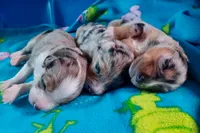 Boy 1, a male Miniature Australian Shepherd for sale in Brooklyn, MD – 2 of 3