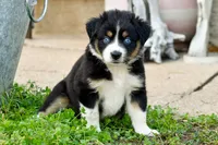 Girl 2, a female Miniature Australian Shepherd for sale in Brooklyn, MD – 3 of 3