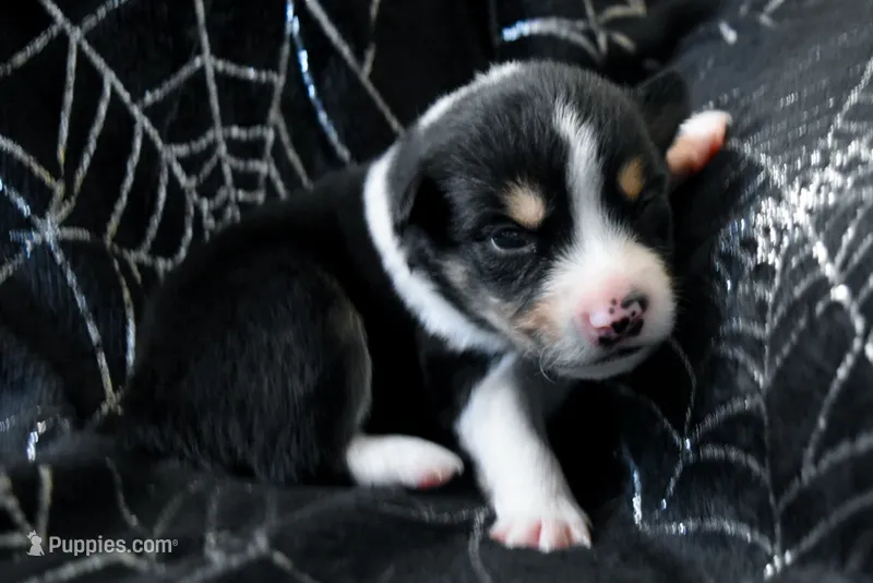 Boy 3 – Miniature Australian Shepherd puppy for sale in Brooklyn, MD