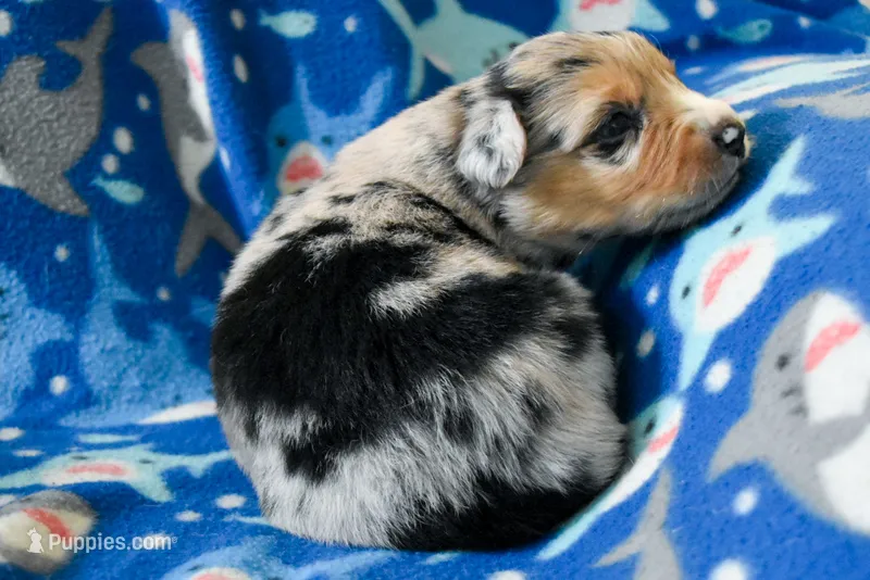 Boy 4 – Miniature Australian Shepherd puppy for sale in Brooklyn, MD