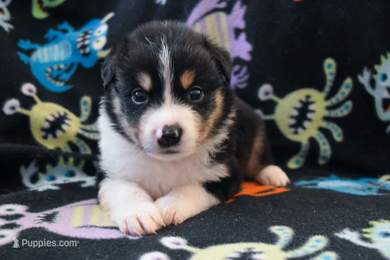 Boy 3 – Miniature Australian Shepherd puppy for sale in Brooklyn, MD