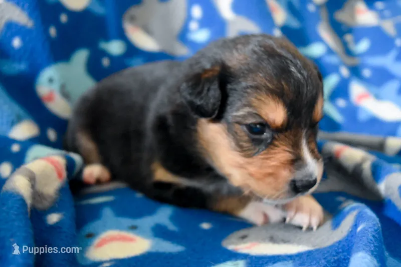 Boy 2 – Miniature Australian Shepherd puppy for sale in Brooklyn, MD