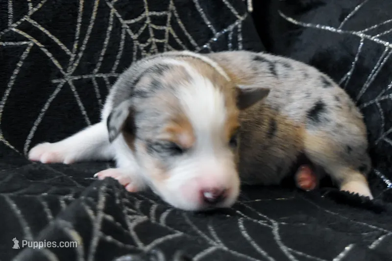 Boy 5 – Miniature Australian Shepherd puppy for sale in Brooklyn, MD