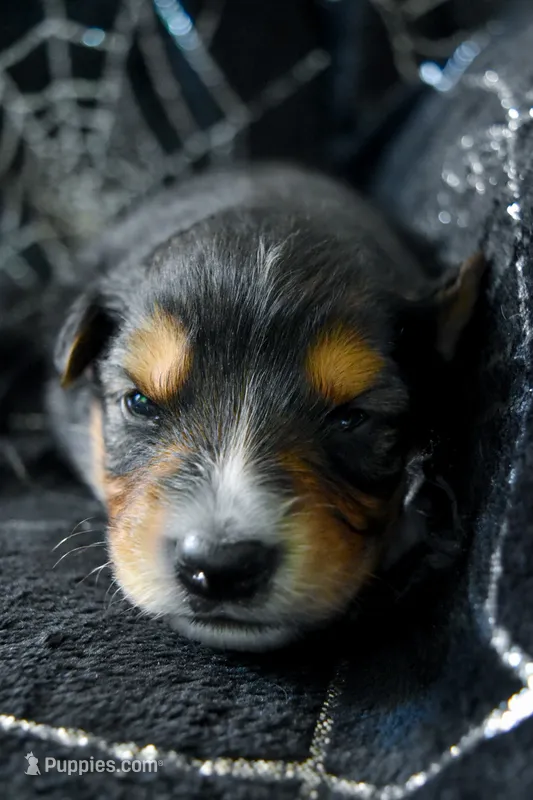 Boy 2 – Miniature Australian Shepherd puppy for sale in Brooklyn, MD