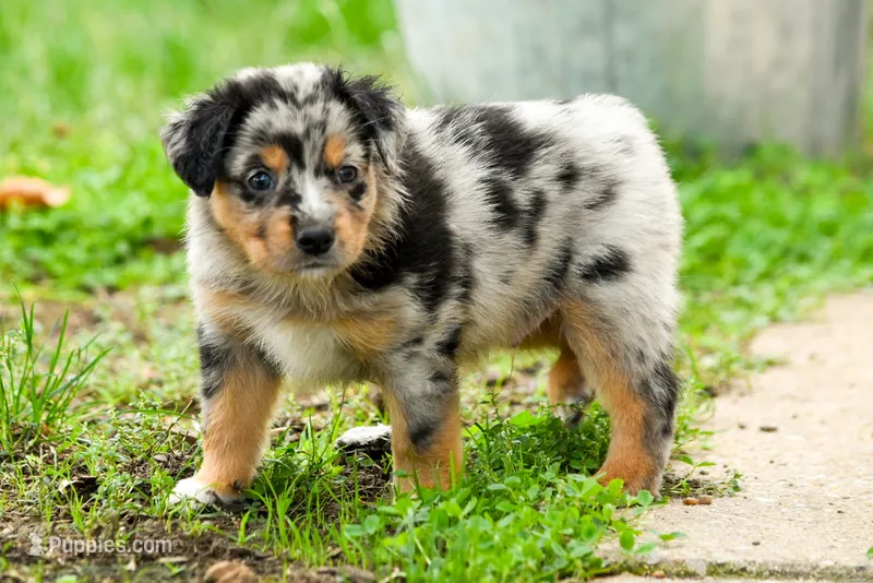 Boy 1 – Miniature Australian Shepherd puppy for sale in Brooklyn, MD