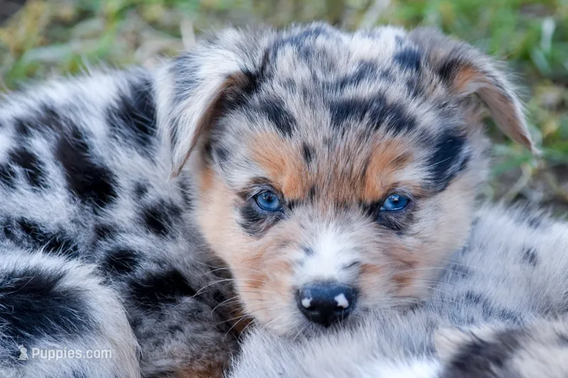 Boy 4 – Miniature Australian Shepherd puppy for sale in Brooklyn, MD