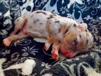 Boy 4, a male Miniature Australian Shepherd for sale in Brooklyn, MD – 2 of 3