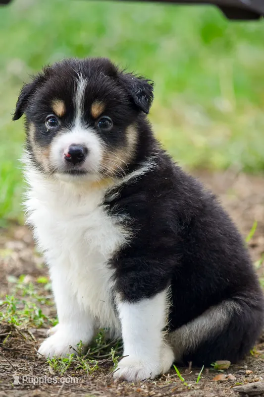 Boy 3 – Miniature Australian Shepherd puppy for sale in Brooklyn, MD