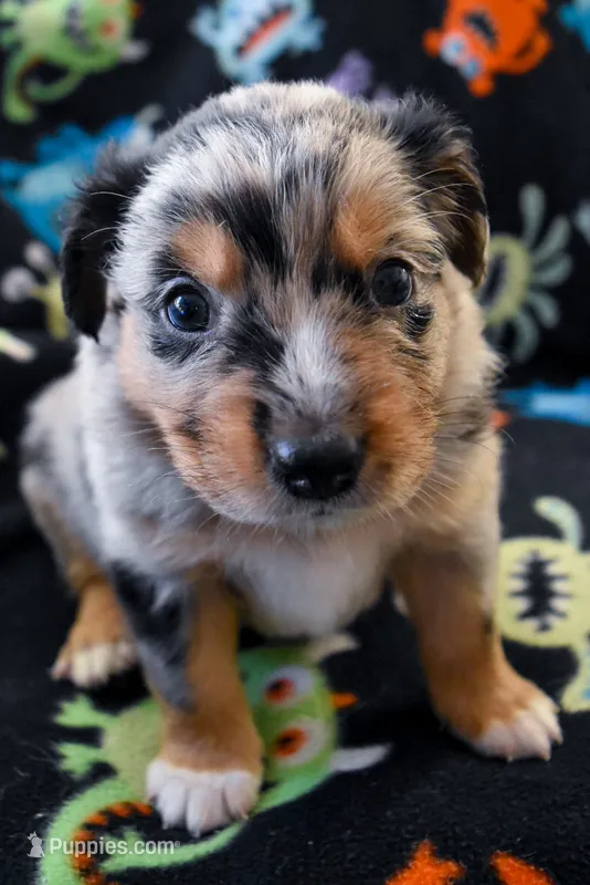 Boy 1 – Miniature Australian Shepherd puppy for sale in Brooklyn, MD