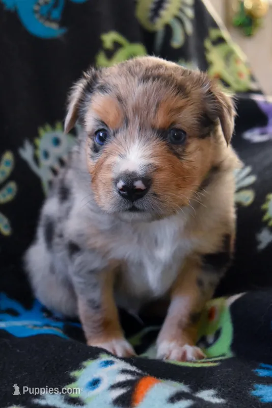 Boy 4 – Miniature Australian Shepherd puppy for sale in Brooklyn, MD