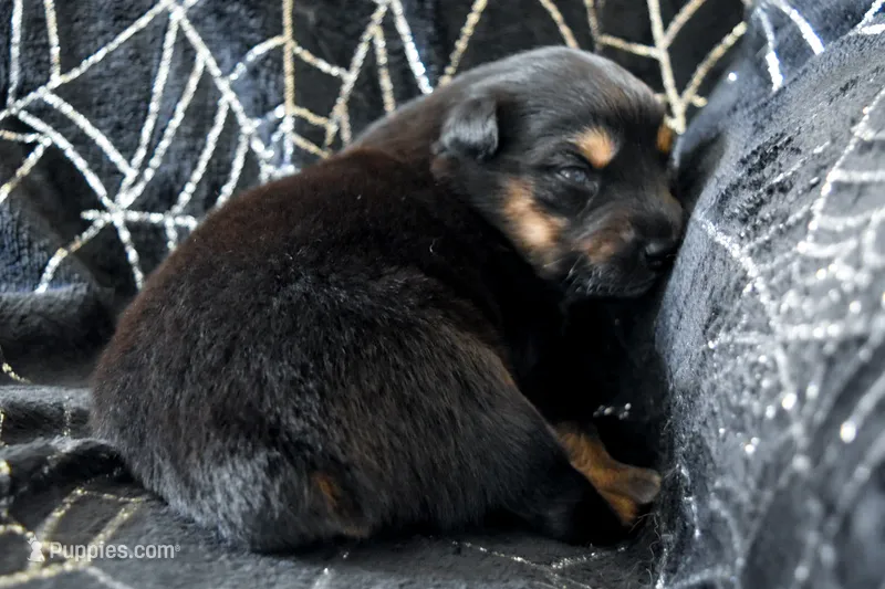 Girl 1 – Miniature Australian Shepherd puppy for sale in Brooklyn, MD