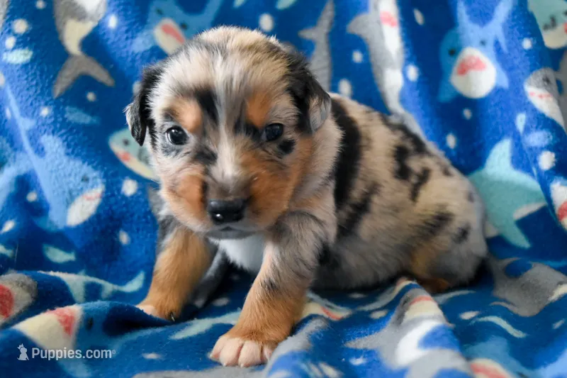 Boy 1 – Miniature Australian Shepherd puppy for sale in Brooklyn, MD