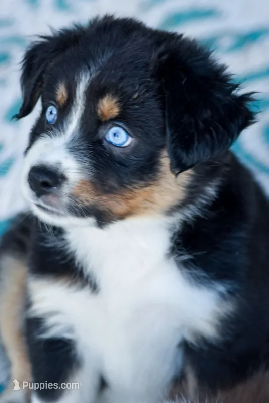 Girl 2 – Miniature Australian Shepherd puppy for sale in Brooklyn, MD