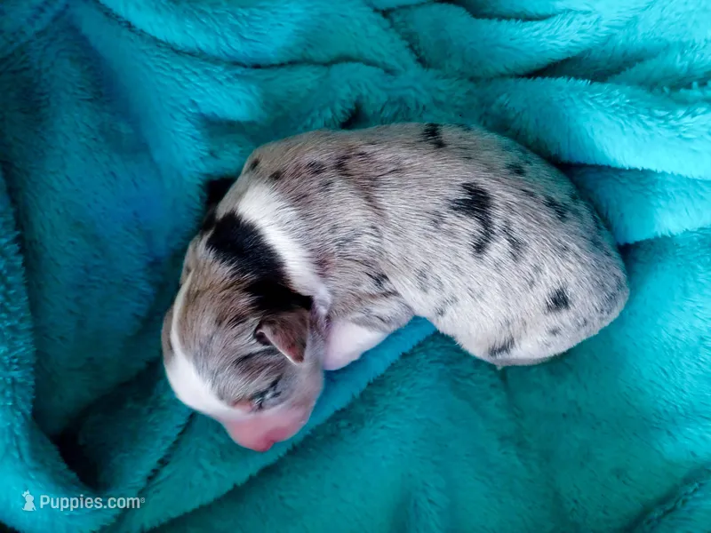 Boy 5 – Miniature Australian Shepherd puppy for sale in Brooklyn, MD