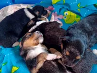 Girl 1, a female Miniature Australian Shepherd for sale in Brooklyn, MD – 3 of 3