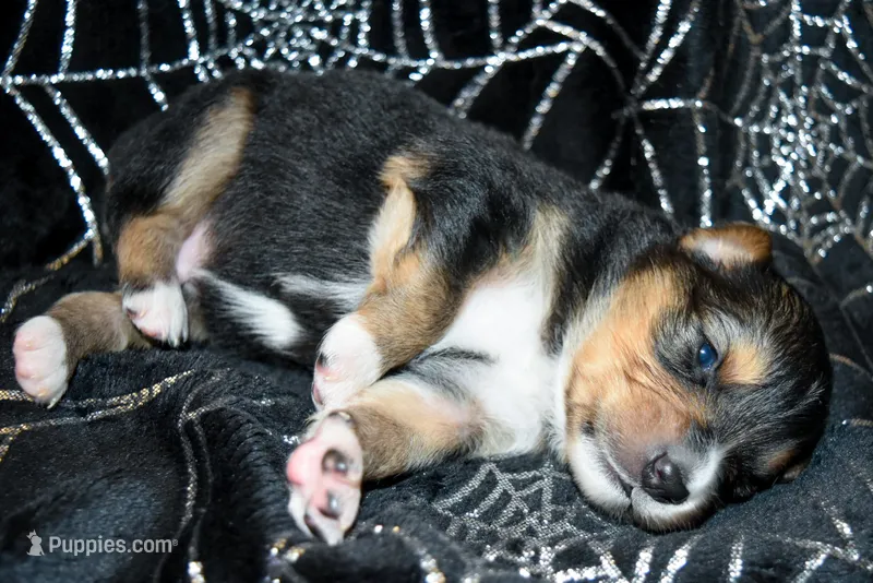 Boy 2 – Miniature Australian Shepherd puppy for sale in Brooklyn, MD