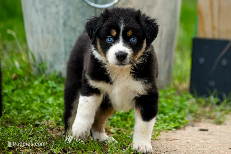 Girl 2 – Miniature Australian Shepherd puppy for sale in Brooklyn, MD