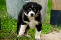 Girl 2, a female Miniature Australian Shepherd for sale in Brooklyn, MD – 1 of 3