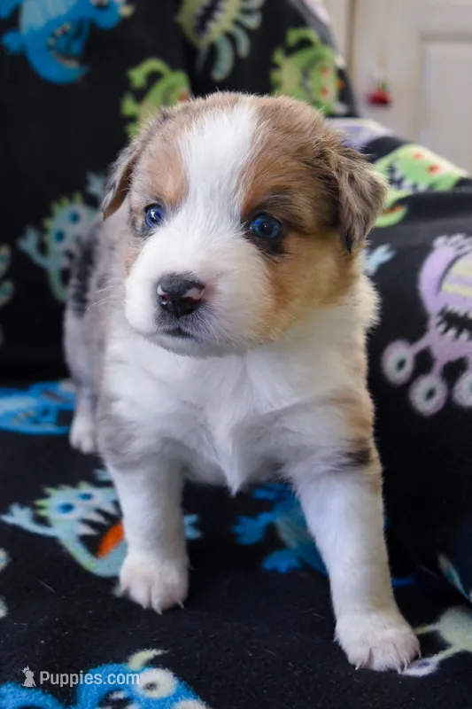 Boy 5 – Miniature Australian Shepherd puppy for sale in Brooklyn, MD