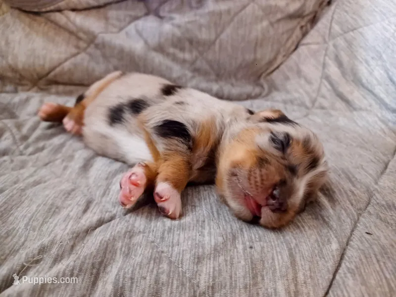 Boy 1 – Miniature Australian Shepherd puppy for sale in Brooklyn, MD