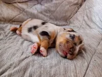 Boy 1, a male Miniature Australian Shepherd for sale in Brooklyn, MD – 1 of 3