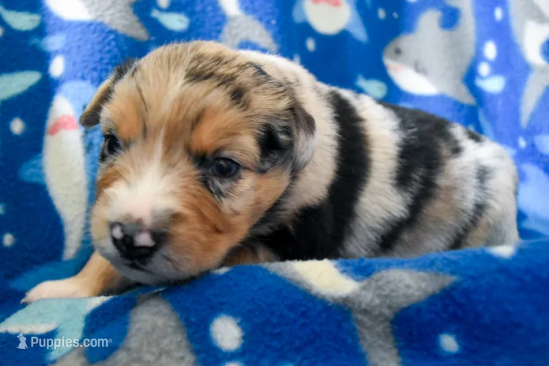 Boy 4 – Miniature Australian Shepherd puppy for sale in Brooklyn, MD