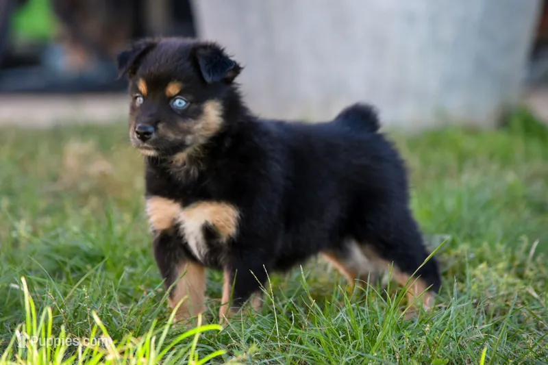 Girl 1 – Miniature Australian Shepherd puppy for sale in Brooklyn, MD