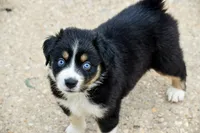 Girl 2, a female Miniature Australian Shepherd for sale in Brooklyn, MD – 2 of 3