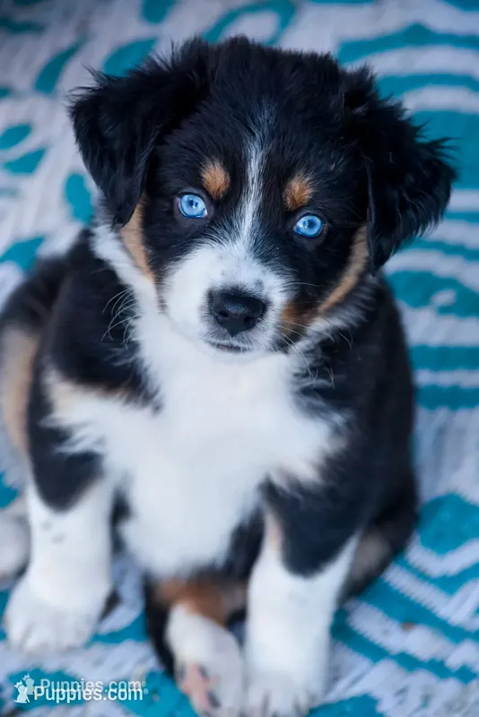 Girl 2 – Miniature Australian Shepherd puppy for sale in Brooklyn, MD