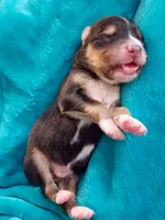 Boy 2, a male Miniature Australian Shepherd for sale in Brooklyn, MD – 3 of 3