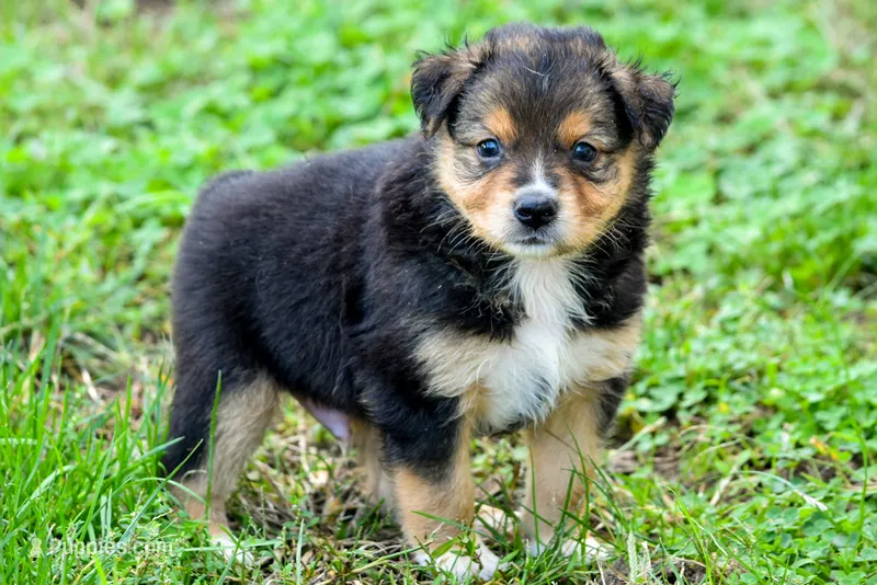 Boy 2 – Miniature Australian Shepherd puppy for sale in Brooklyn, MD