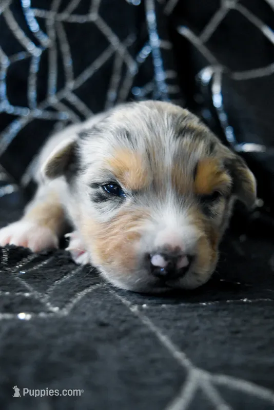 Boy 4 – Miniature Australian Shepherd puppy for sale in Brooklyn, MD