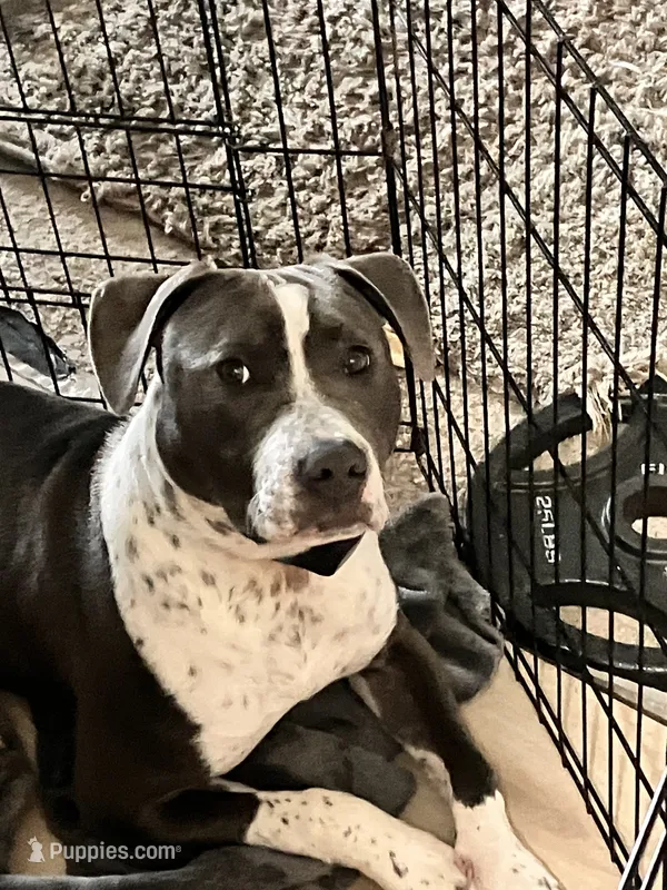 Ref – American Pit Bull Terrier puppy for sale in Albertville, MN